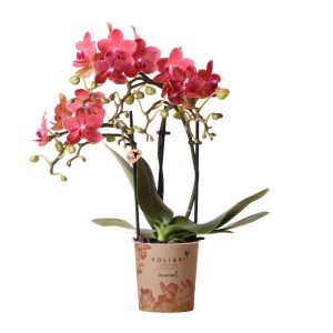 Phalaenopsis-Orchidee Congo | Ø 9 cm | Rot | by Kolibri