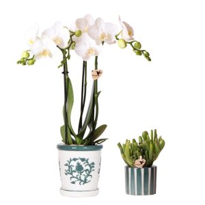 Orchideen & Sukkulenten Set Amabilis | mit Topf Ø9 & Ø6 cm | Weiß | by Kolibri
