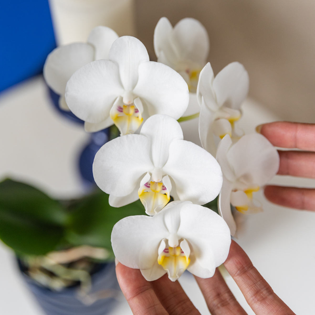 Phalaenopsis Orchidee Amabilis | mit Topf Ø9 cm | Weiß | by Kolibri – Bild 3
