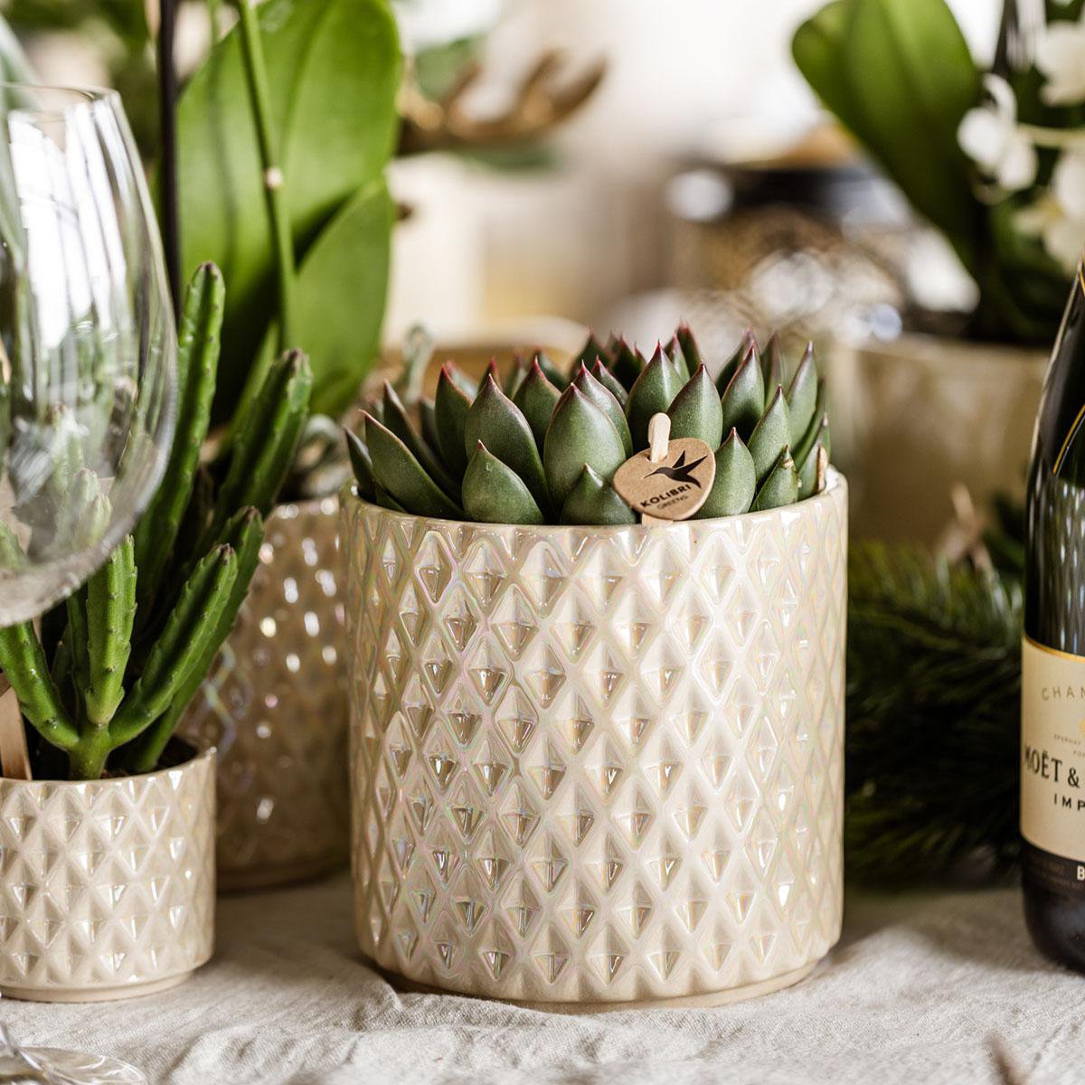 Pflanzen Set 5-tlg. | mit Topf Ø9 & Ø6 cm | Grün | by Kolibri – Bild 10