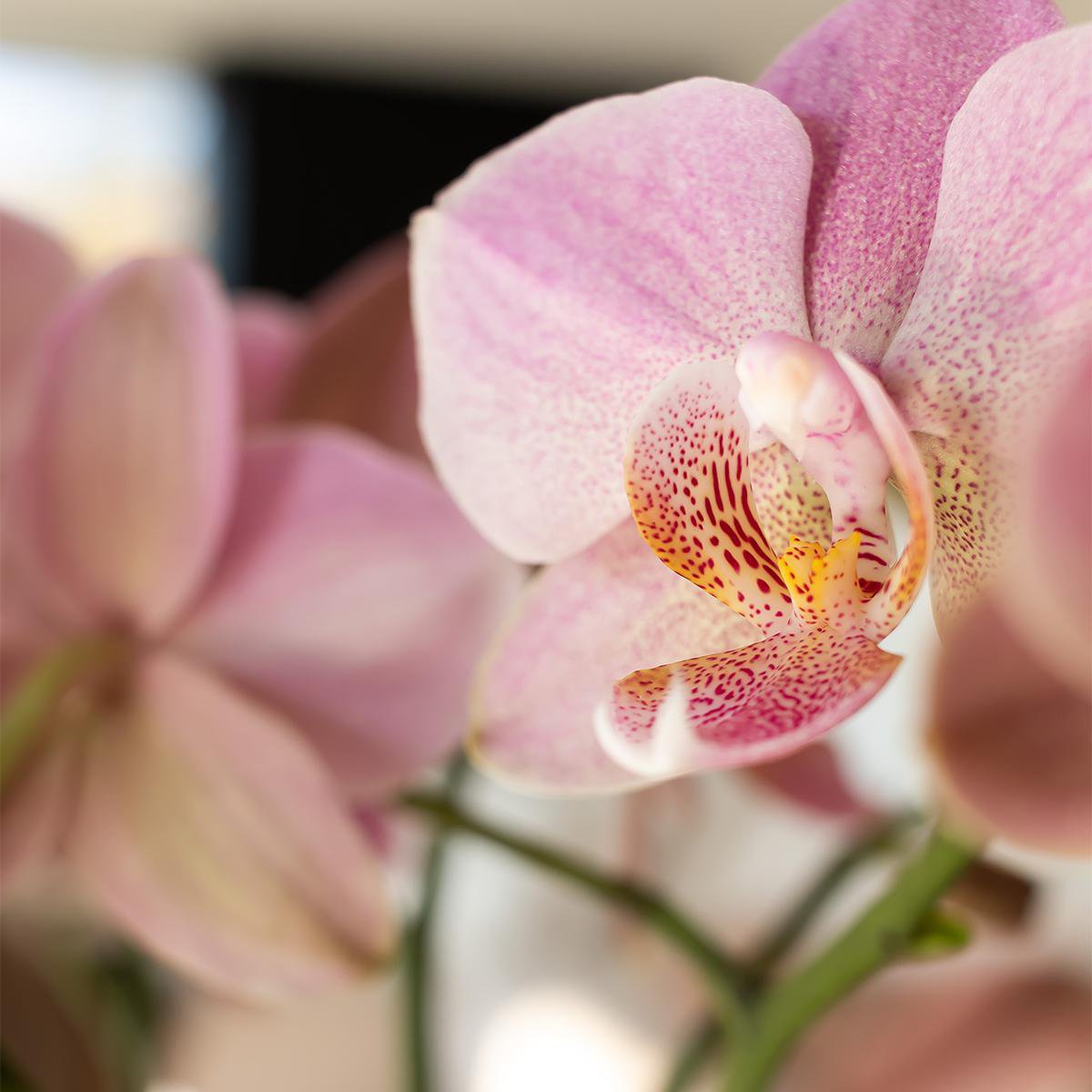 Phalaenopsis Orchidee Treviso | mit Topf Ø9 cm | Rosa | by Kolibri – Bild 8