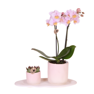 Phalaenopsis Orchidee & Sukkulente | mit Topf Ø9 cm & Ø6 cm | Lila | by Kolibri