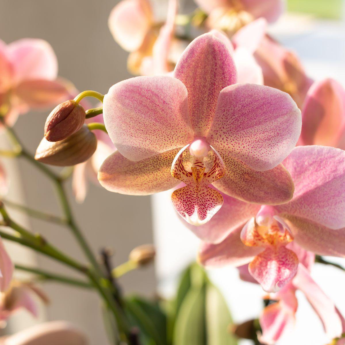 Phalaenopsis Orchidee Treviso | Ø12 cm | Rosa | by Kolibri – Bild 8