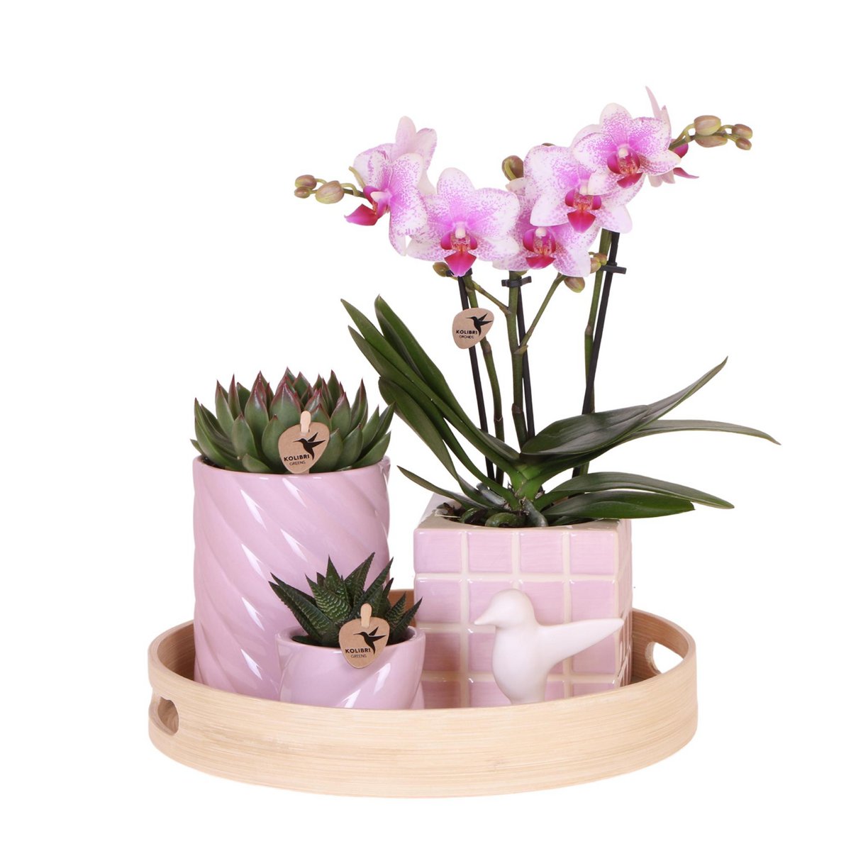 Orchideen & Sukkulenten Optimismus | mit Topf Ø9 & Ø6 cm | Rosa | by Kolibri