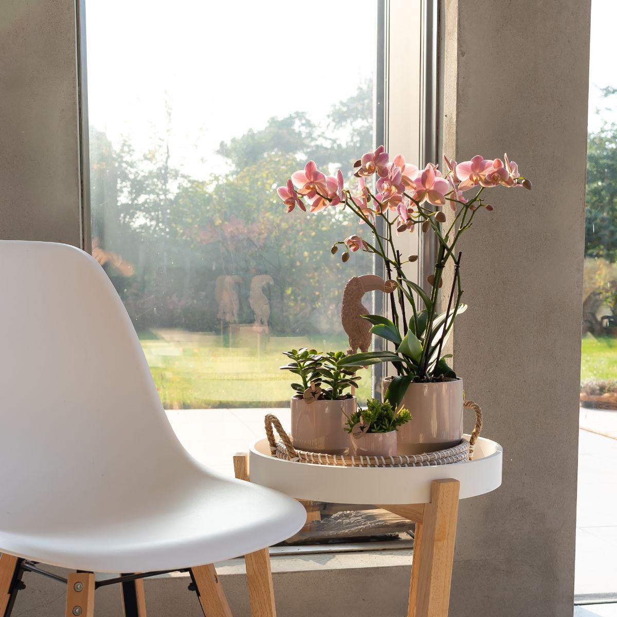 Phalaenopsis Orchidee Treviso | mit Topf Ø9 cm | Rosa | by Kolibri – Bild 5