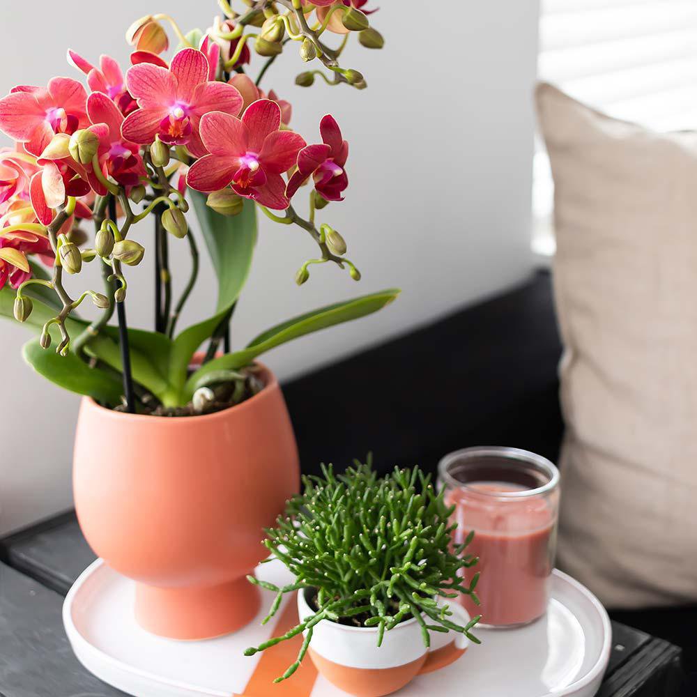 Phalaenopsis-Orchidee Congo | Ø 9 cm | Rot | by Kolibri – Bild 3