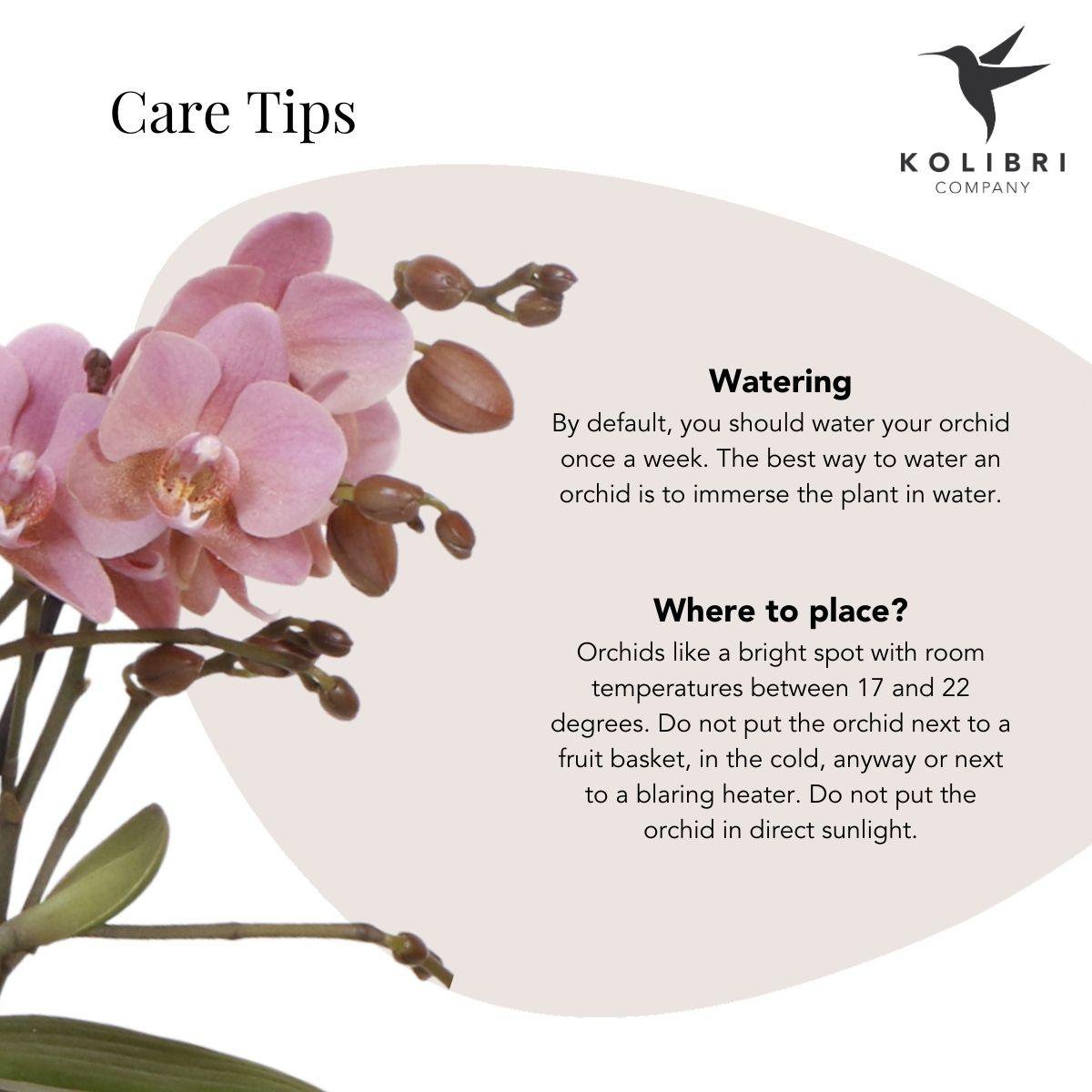 Phalaenopsis Orchidee Treviso | mit Topf Ø9 cm | Rosa | by Kolibri – Bild 10