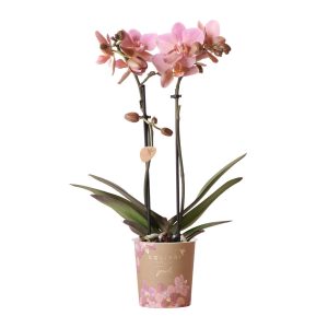 Phalaenopsis Orchidee Treviso | mit Topf Ø9 cm | Rosa | by Kolibri