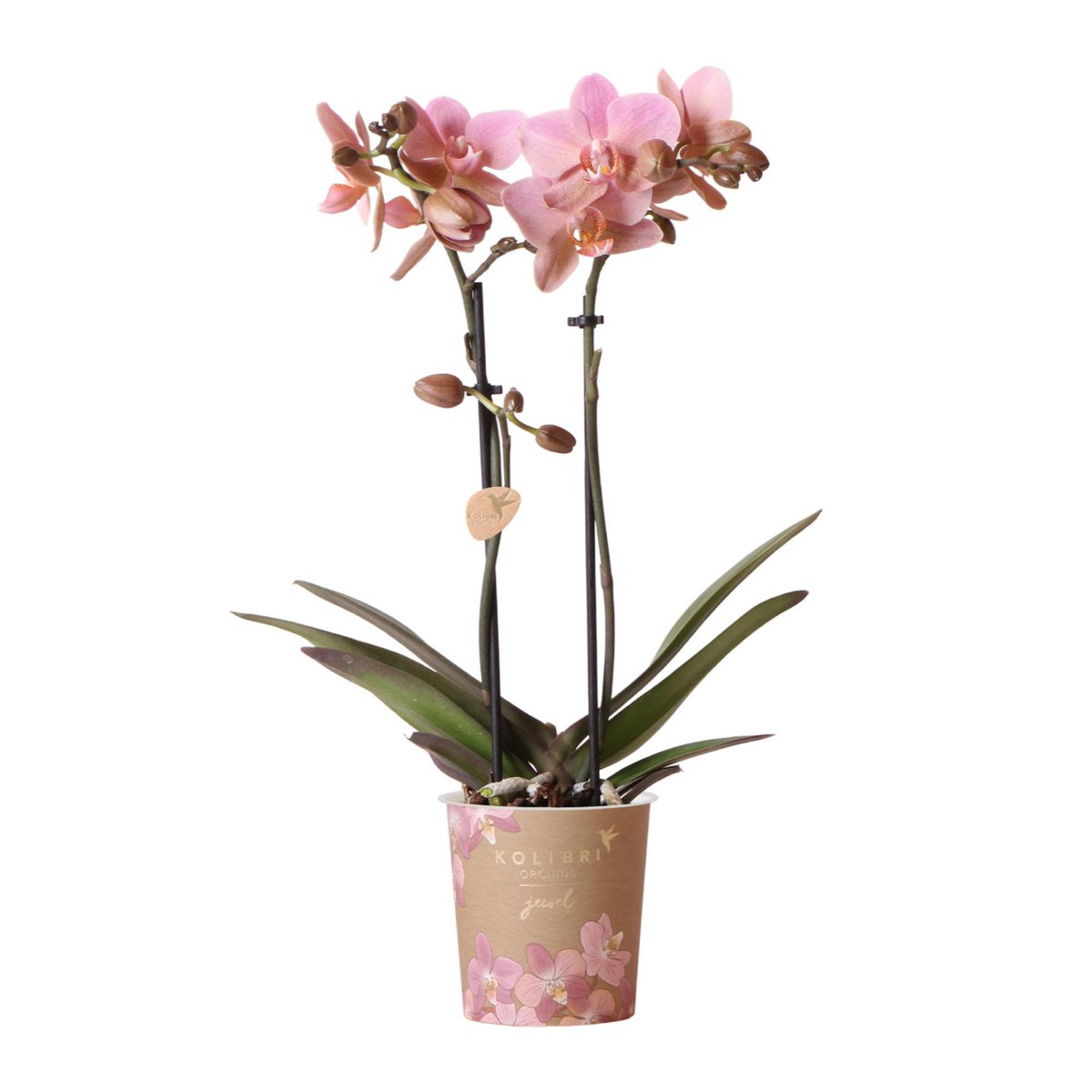 Phalaenopsis Orchidee Treviso | mit Topf Ø9 cm | Rosa | by Kolibri